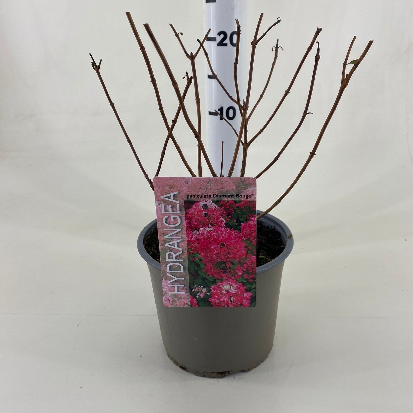 Hydrangea pan. 'Diamant Rouge' ® - C3 20-30 CM